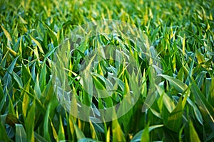 Countryside Corn Fields photo