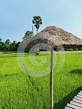 countryside and cornfield