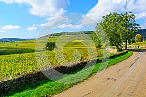 Countryside in Cote dOr, Burgundy