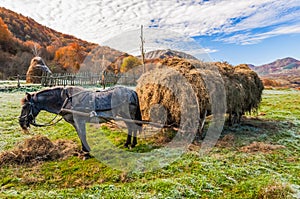 Rustic photo