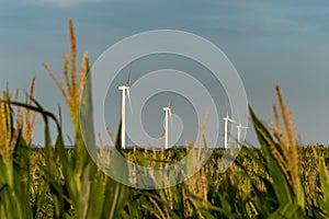 Corns and windmills in the countryside photo