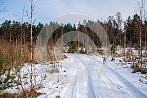 countryside dust road in forest