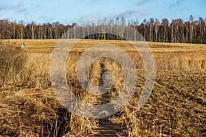 countryside dust road in forest