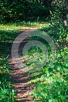 countryside dust road in forest