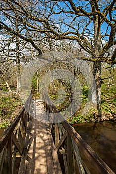 countryside dust road in forest