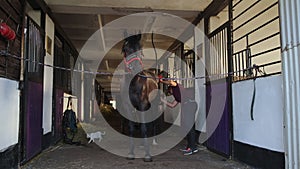 Countryside and farm life, woman is grooming horse in stable