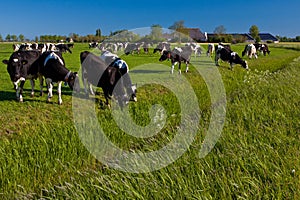 Countryside with farmer and cows