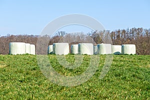 Countryside field with hay bale wrapped in plastic on sunny day. Agricultural landscape with straw packages on the field