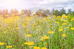 Countryside field with lot of yellow anthemis tinctoria flowers also called as dog-fennel or mayweed