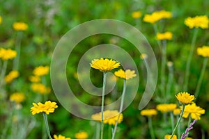 Countryside field with lot of yellow anthemis tinctoria flowers also called as dog-fennel or mayweed.Close