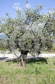 Countryside: field with olive trees. photo