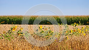 Countryside field of ripe wheat corn ear, sunflower and maize on sunny summer day, blue sky, peace in Europe, agricultural