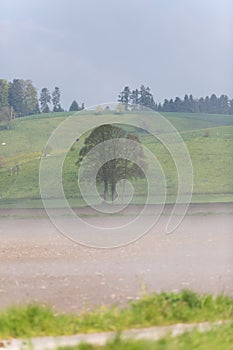 Countryside Fields and Trees on a Misty Morning in Spring