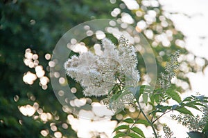 Countryside flowers