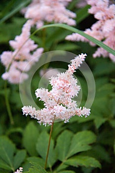 Countryside flowers