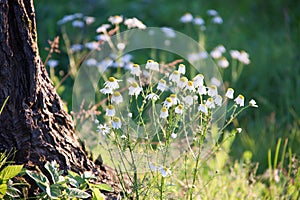 Countryside flowers