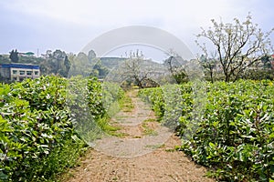 Countryside footpath between flowering horsebean lands at sunny