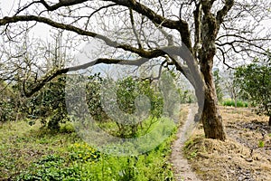 Countryside footpath under blossoming pear tree in sunny spring