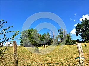 Countryside, free cows, blue sky and sane environment