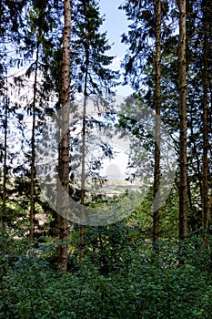 The countryside glimpsed through the trees on a forest walk