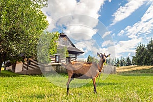 Countryside with a goat grazing in a meadow near the traditional wooden house log cabin, Slovakia