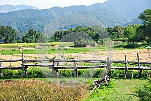 countryside golden paddy rice farm. scenic outdoor agriculture view. wooden broken cart leaves on glass