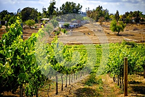 Countryside and Grape Vines, Temecula, California