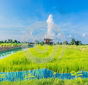 The countryside, green paddy rice field with beautiful sky cloud in upcountry Thailand