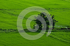 Countryside Green rice fields