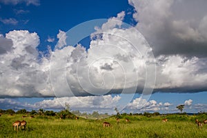 Countryside with heavy clouds overhead and grazing impalas