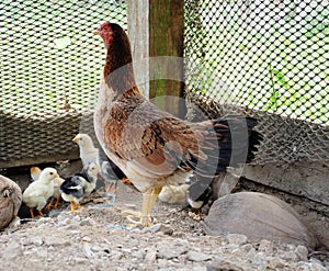 Countryside hen and chicks