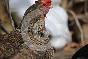 Countryside hen which is colorful. Homemade poultry. Poultry yard