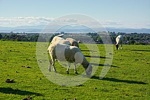 Countryside hillside view, sheep grazing. Biodiversity