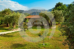 Countryside house surrounded by old olive trees, Thassos Island, Greece. Rural landscape