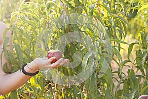 Countryside and irrigation