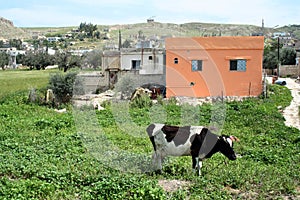 Countryside of Jordan