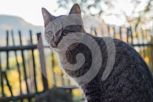 Countryside kitten cat tree fence