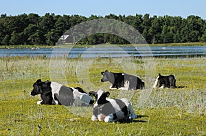 Countryside in Kovik