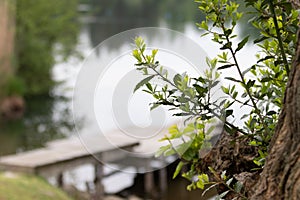 Countryside Lake summertime nature perfection, romantic atmosphere and peaceful settings