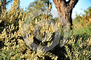 Countryside landscape with autochthon bushes and eucalyptus trees in Alicante, Spain.