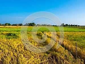 Countryside landscape. Beautiful golden and green rice fields in Thailand on sunny day