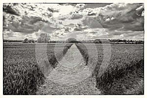 Countryside landscape in black and white of wheatfields