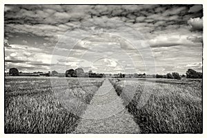 Countryside landscape in black and white of wheatfields