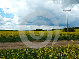 Countryside landscape with canola oil field