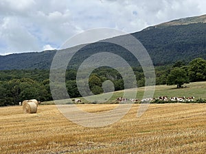 countryside landscape with cows herd