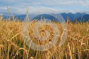 Countryside landscape with golden wheat field and blue mountains range in Transylvania, Romania