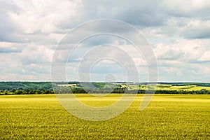 Countryside landscape with a green young wheat field under a cloudy sky