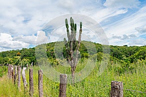 Countryside landscape with a mandacaru Cereus jamacaru, widespread cactus in the Brazilian Northeast