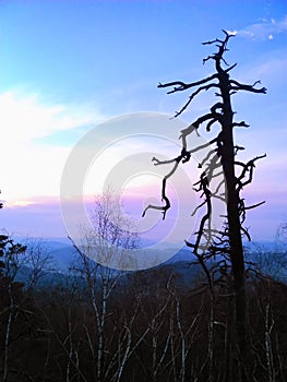 Countryside landscape with solitary dry tree at evening dusk