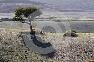 Countryside landscape with a solitary tree